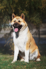 american akita dog standing outdoors