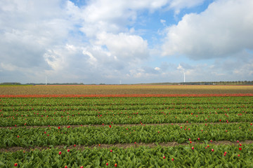 Red tulips in a sunny field in spring