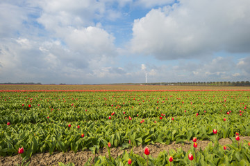 Fototapeta na wymiar Red tulips in a sunny field in spring