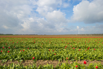 Red tulips in a sunny field in spring
