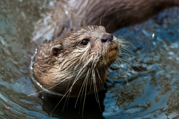 River otter