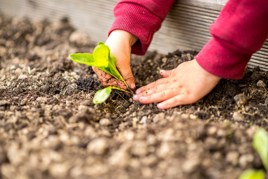 Hands transplanting a young green seedling