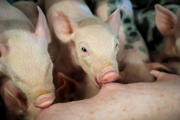 Schweinehaltung - Ferkel trinken am Gesäuge der Sau © Countrypixel