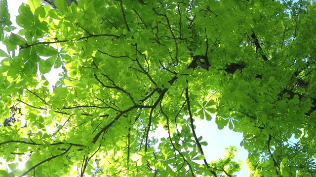 A Light Breeze in the Summer Deciduous Forest