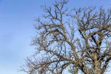 Oak Branches