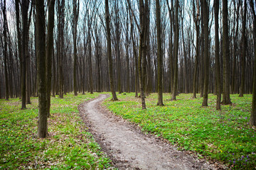 Obraz premium beautiful green forest