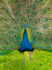 Obraz premium Peacock with spread feathers