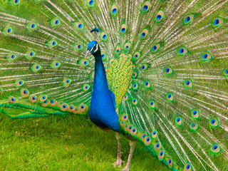 Obraz premium Peacock with spread feathers