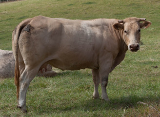 Vaches Béarnaise.