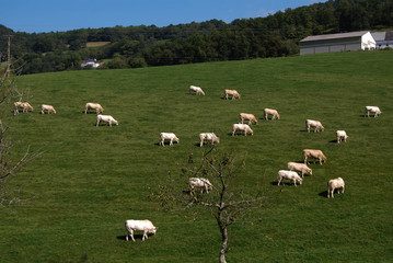 Vaches B&eacute;arnaise.