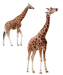 Crédence de cuisine en verre imprimé Girafe Deux girafes dans différentes positions isolées avec un tracé de détourage