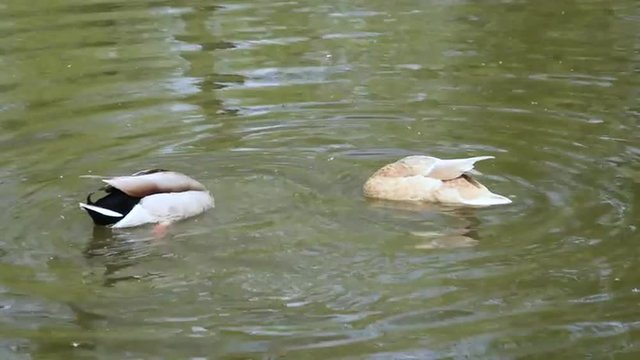 ein Entenpaar gr&uuml;ndelt im Wasser