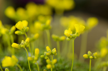 Obraz premium yellow flowers alpine
