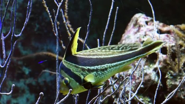 ein im Wasser stehender tropischer Fisch