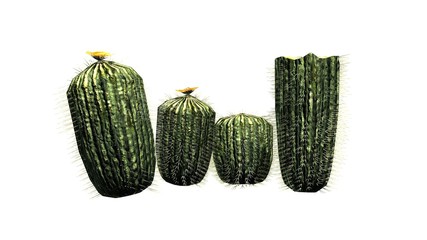 Barrel Cactus - isolated on white background