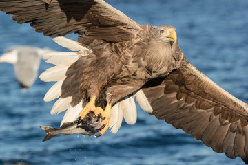 White-tailed Eagle