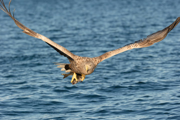 White-tailed Eagle