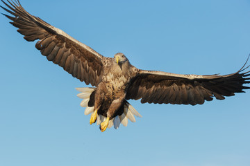 White-tailed Eagle
