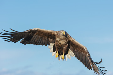 White-tailed Eagle