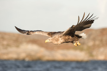 White-tailed Eagle