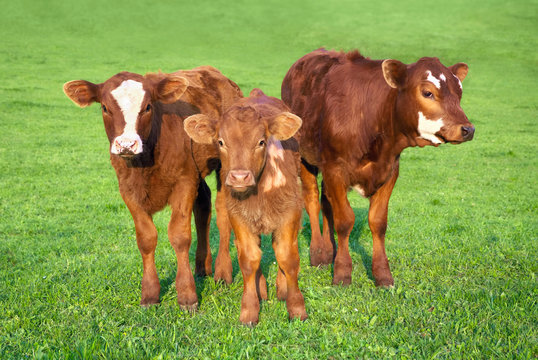 Portr&auml;t von 3 jungen Rindern