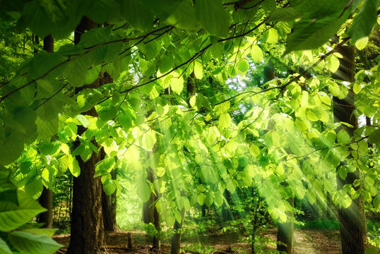 Fototapeta Lichtstrahlen durch frische Buchenblätter