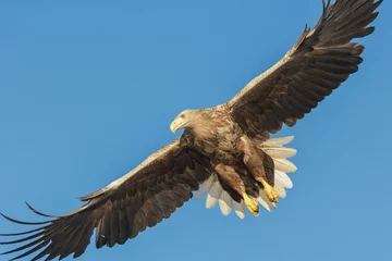 Photo sur Plexiglas Aigle White-tailed Eagle
