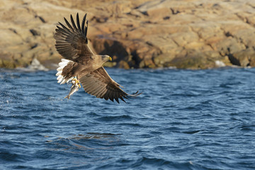 White-tailed Eagle