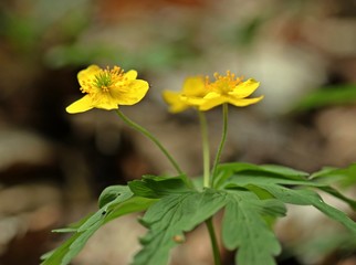 Gelbes Windröschen (Anemone ranunculoides)
