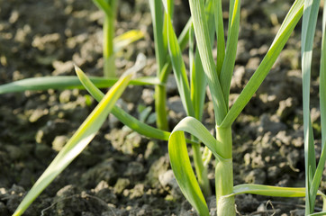 Obraz premium planted garlic