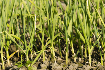 planted garlic