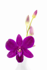 Fototapeta na wymiar Blossom purple orchid in white vase