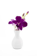 Blossom purple orchid in white vase
