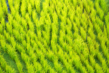 Rice terraces in the Philippines. The rice crops. Rice cultivati