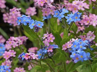  Rosa und blaues Vergissmeinnicht (Myosotis sylvatica)