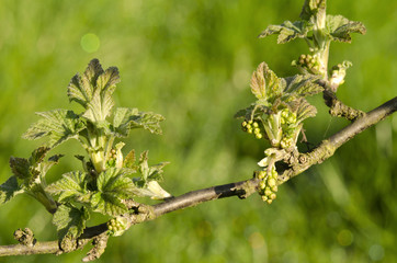 white currant buds