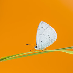 holly blue, Celastrina argiolus