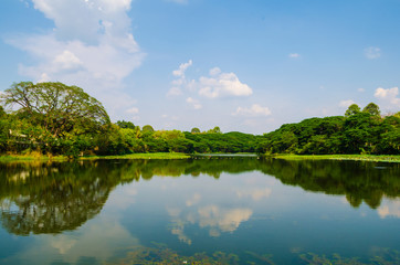 Fototapeta premium Trees and reflections in water