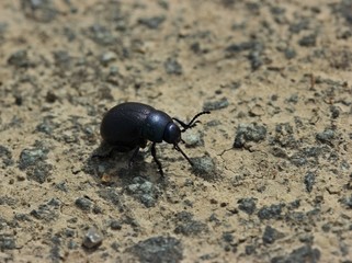Kleiner Tatzenkäfer (Timarcha goettingensis)