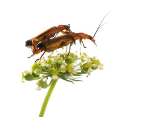 Common red soldier beetle, Rhagonycha fulva, mating on a flower