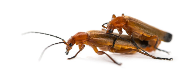 Common red soldier beetle, Rhagonycha fulva, mating
