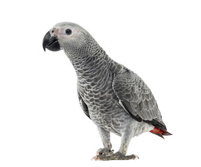 African Grey Parrot in front of a white background