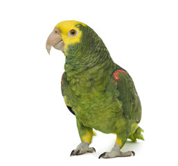 yellow-headed amazon, Amazona oratrix