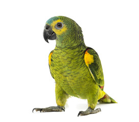 yellow-shouldered amazon, Amazona barbadensis