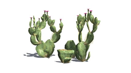 Obraz premium Beavertail Cactus - isolated on white background