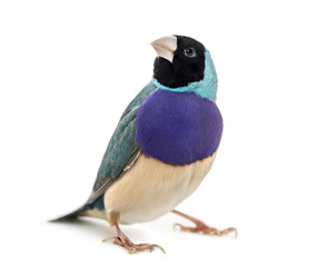 Gouldian Finch, Erythrura gouldiae