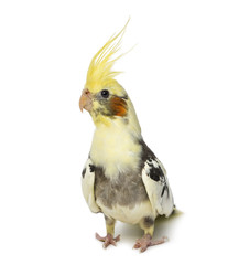 cockatiel, Nymphicus hollandicus