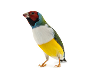 Gouldian Finch, Erythrura gouldiae