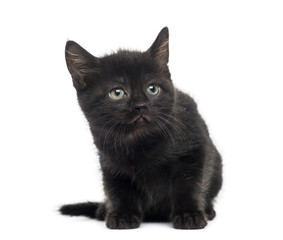 Black kitten in front of a white background