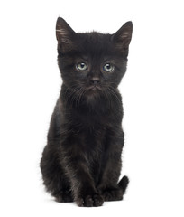 Black kitten in front of a white background